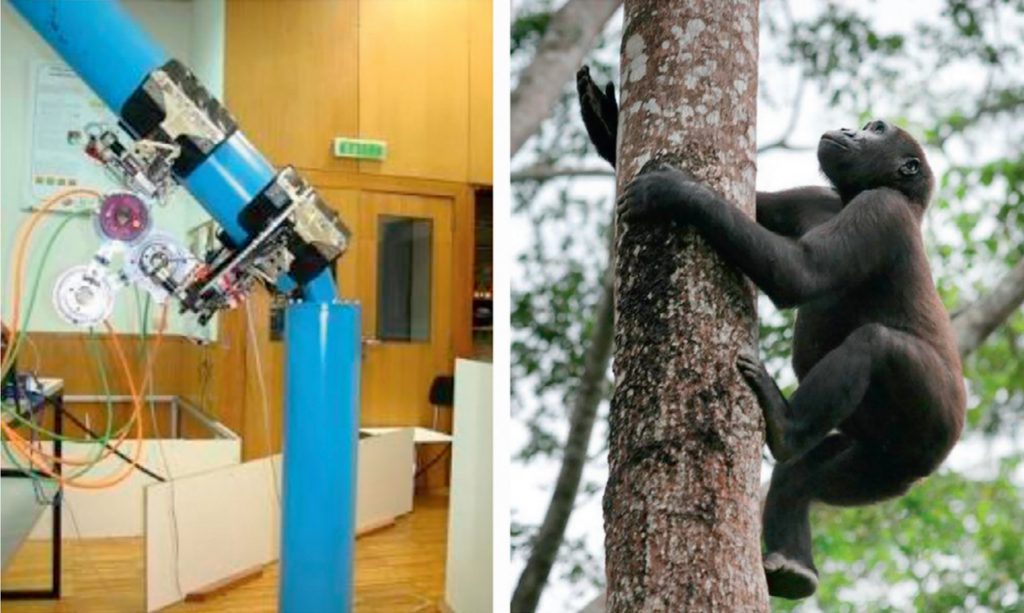 Bioinspired climbing robots. Soft and Printed Microelectronics